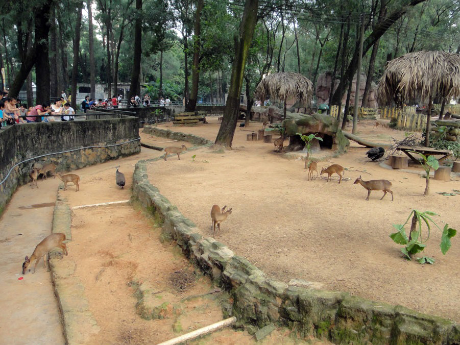 Muntjac exhibit - 2011