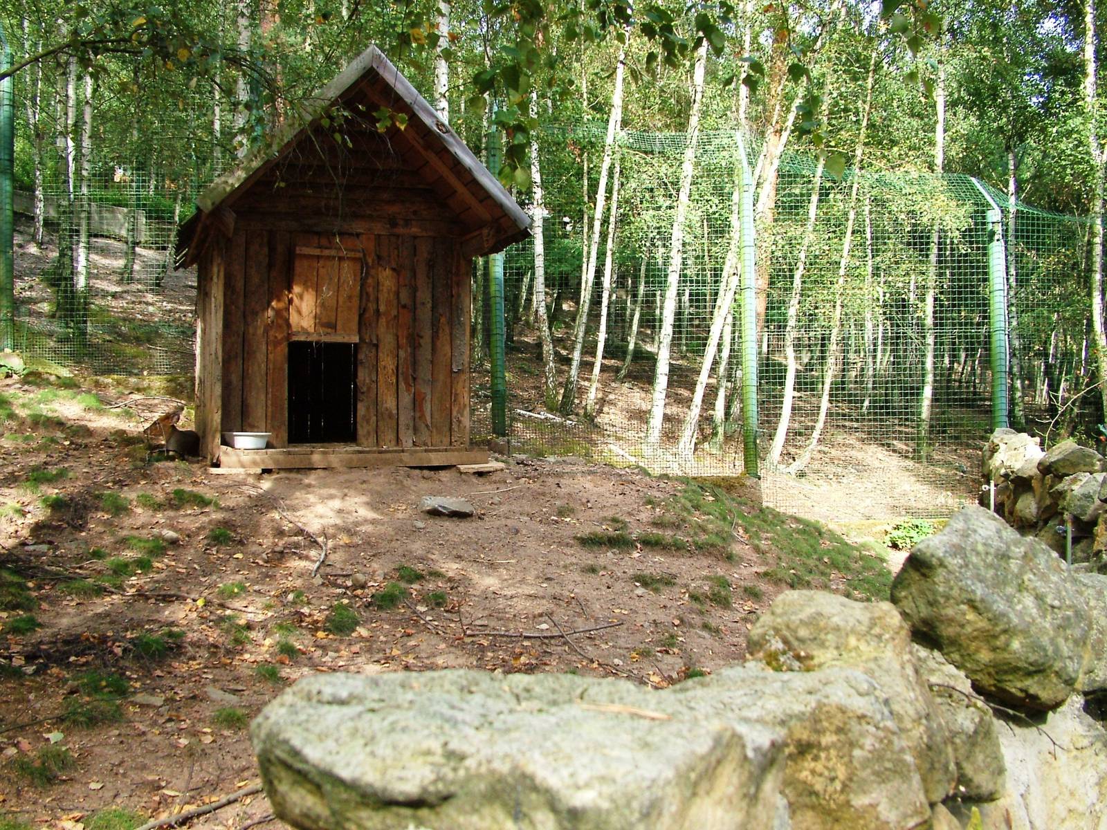 Muntjac Exhibit at Decin, 28/08/12