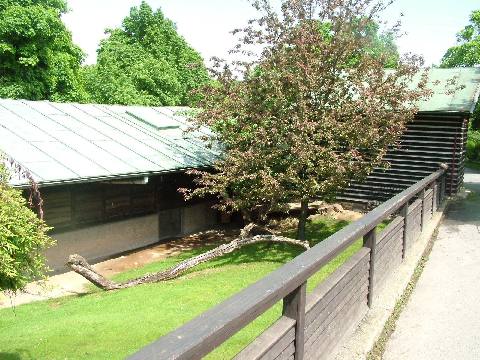 Muntjac exhibit at Prague, 24/05/10