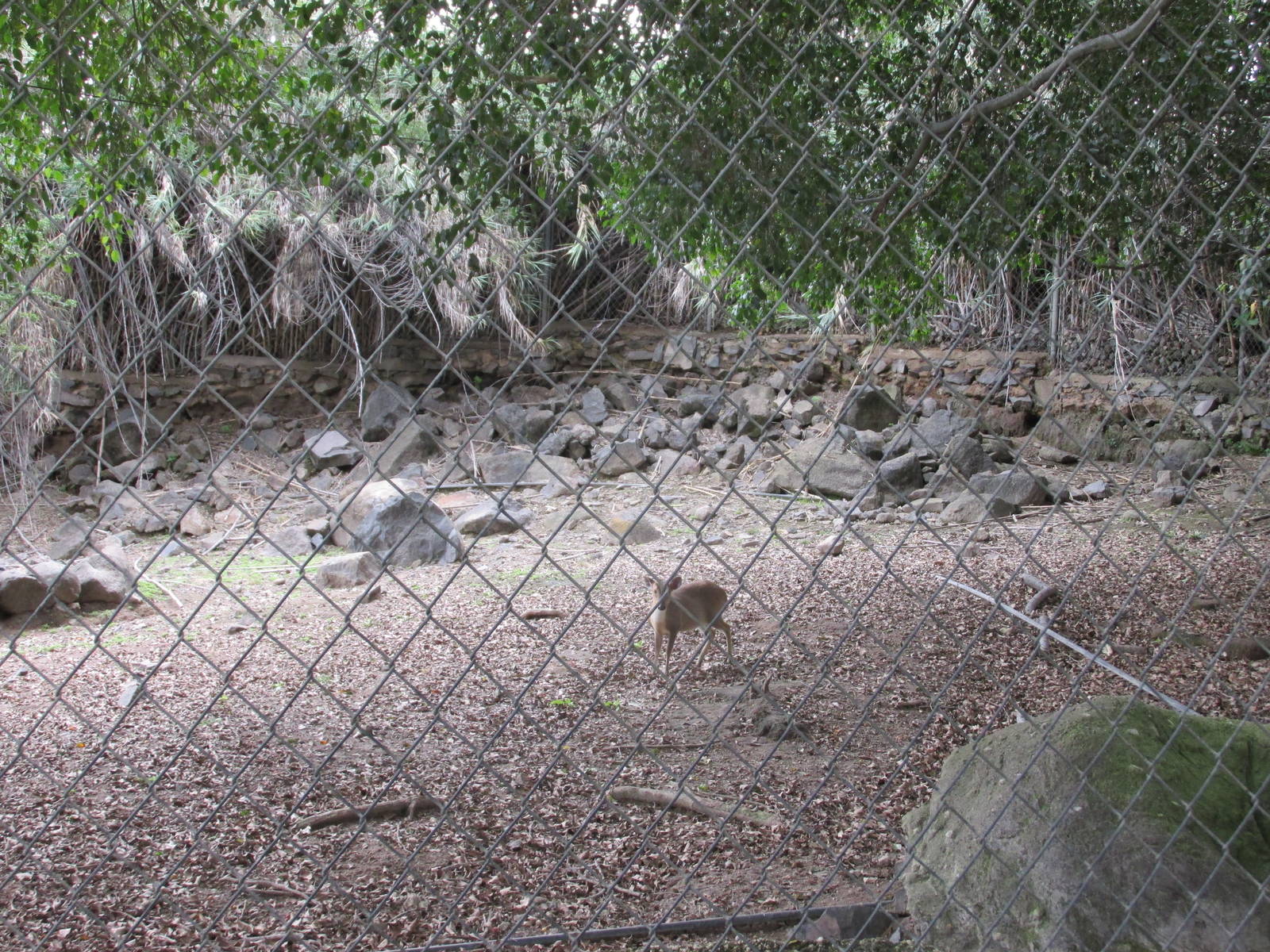 muntjac exhibit guadalajara zoo
