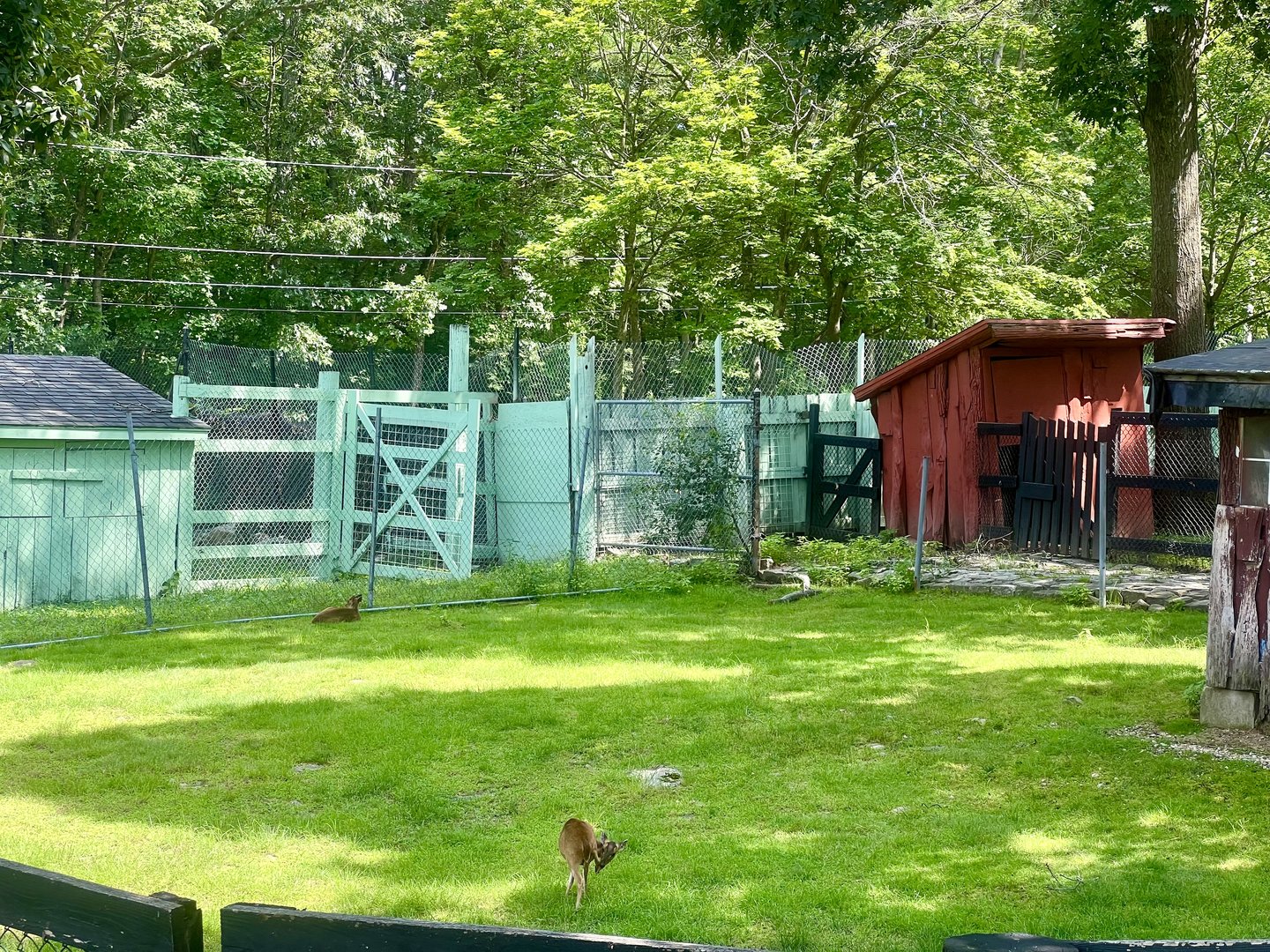 Muntjac Exhibit