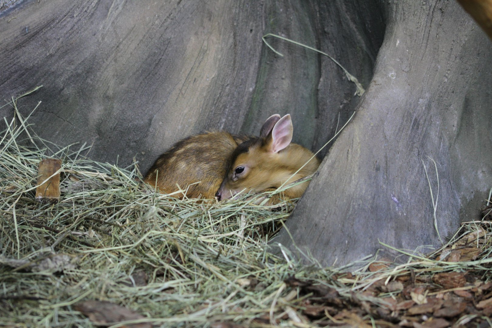 Muntjac fawn