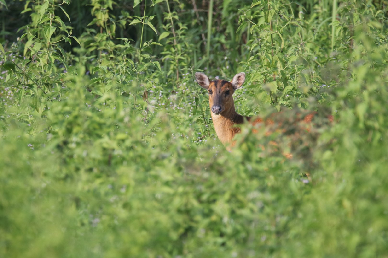 Muntjac in Cat tien