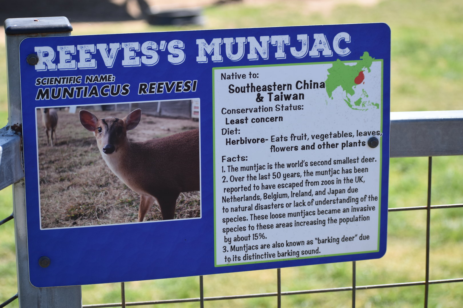 Muntjac Informational Sign