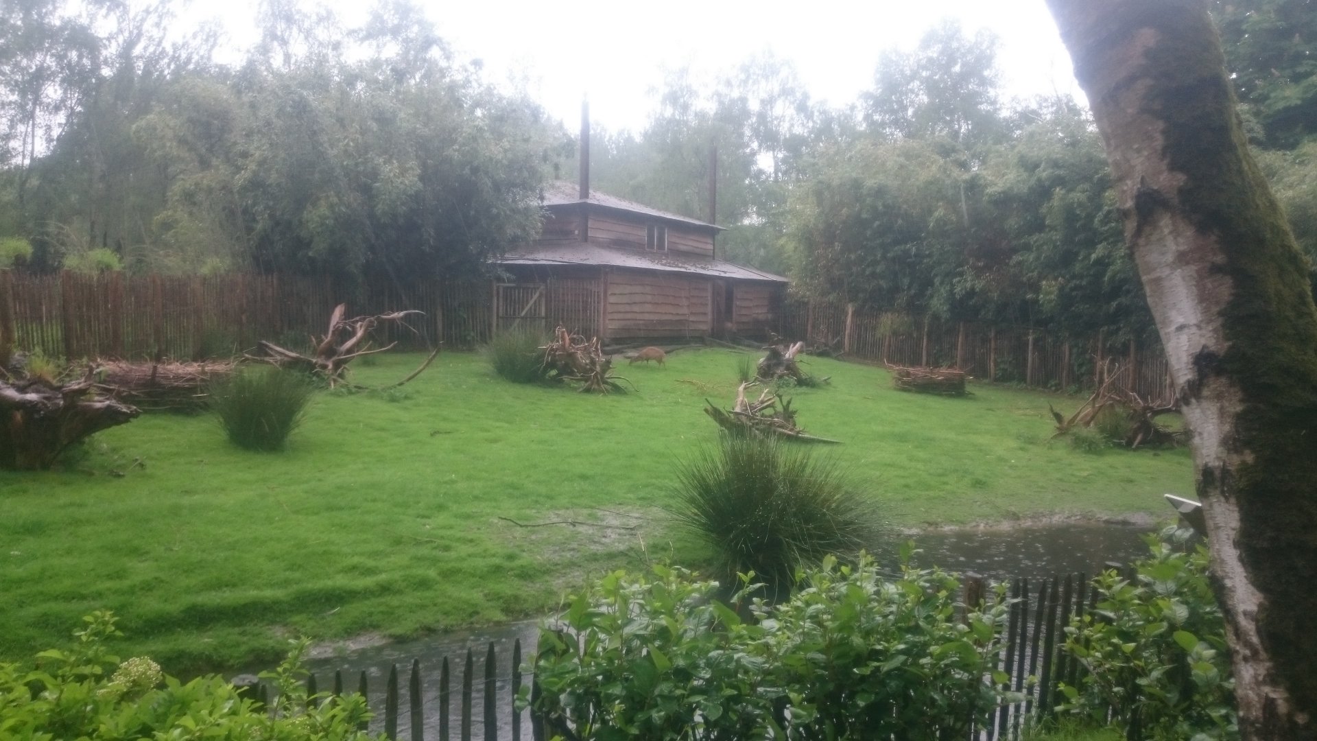 Muntjac - Maguari - Crane Enclosure