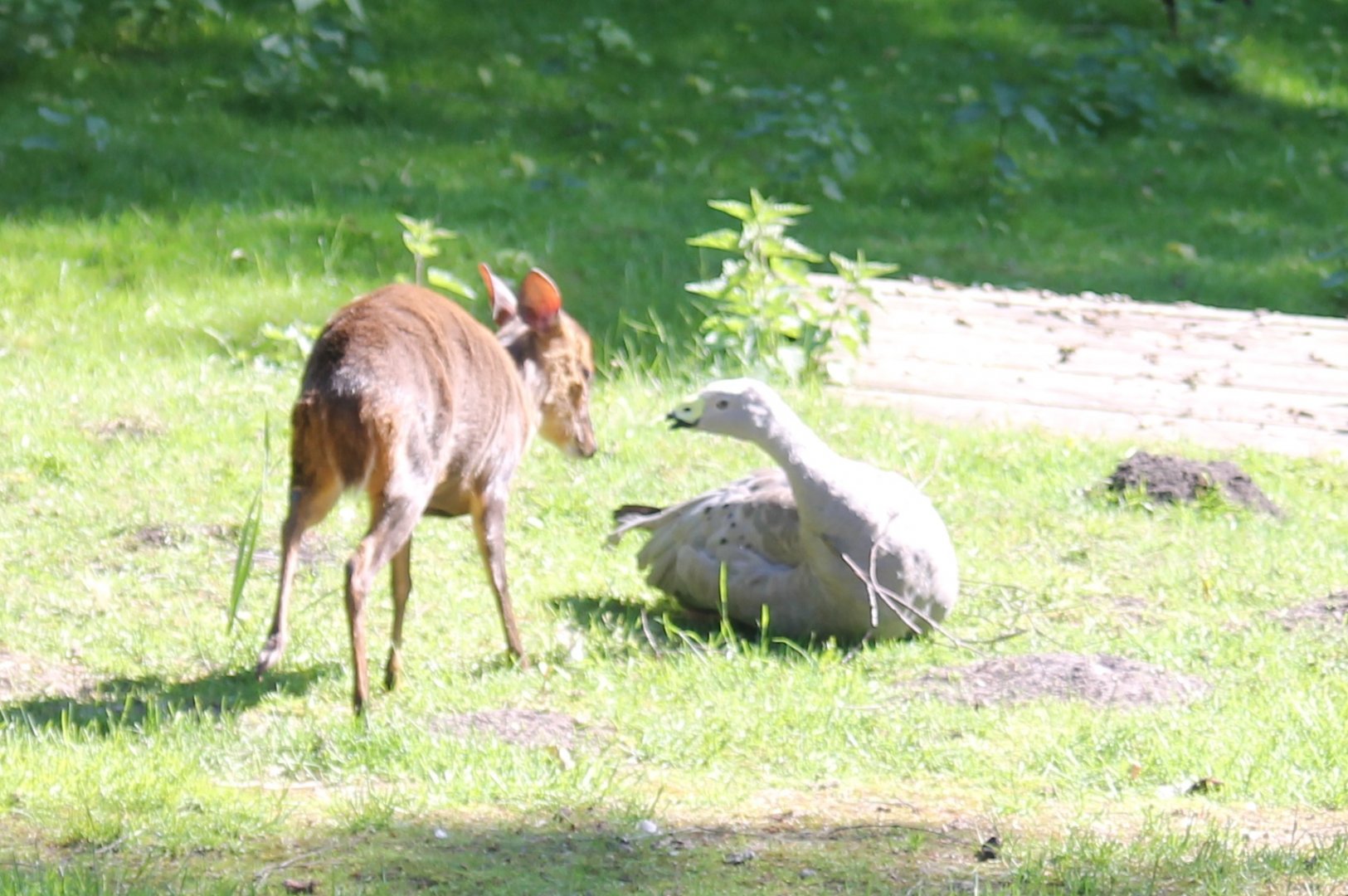 Muntjac meets Cereopsis