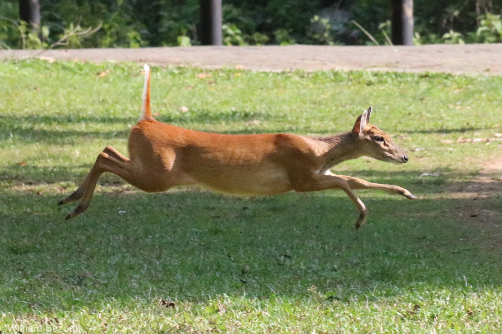 Muntjac Running - Khao Yai National Park