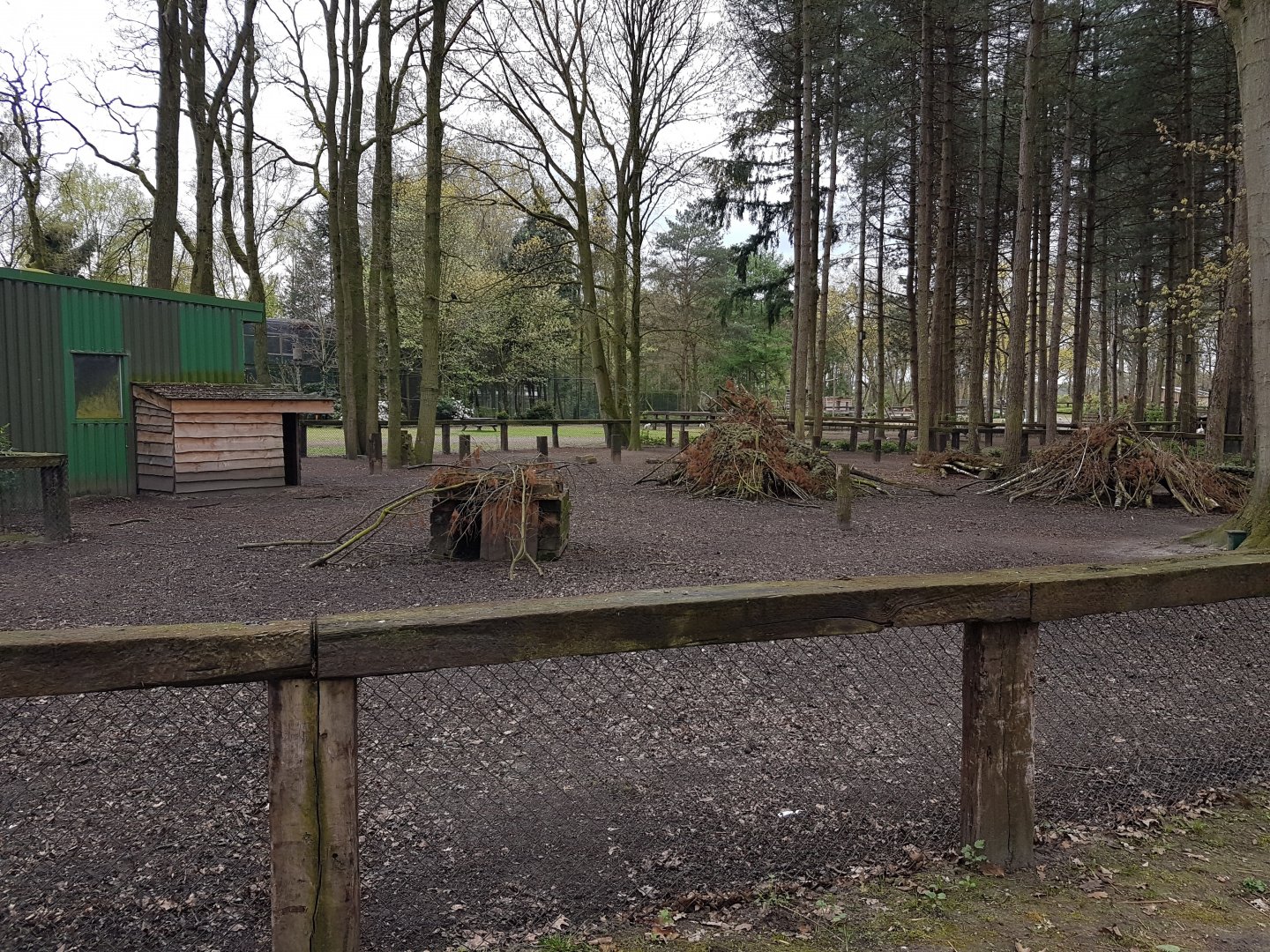 Muntjac - Wallaby-enclosure