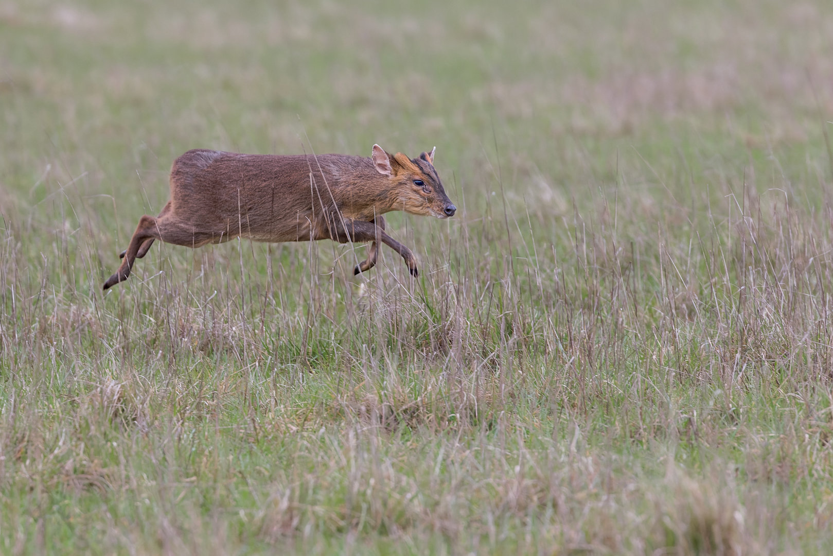Muntjac / Watatunga / 1-4-23