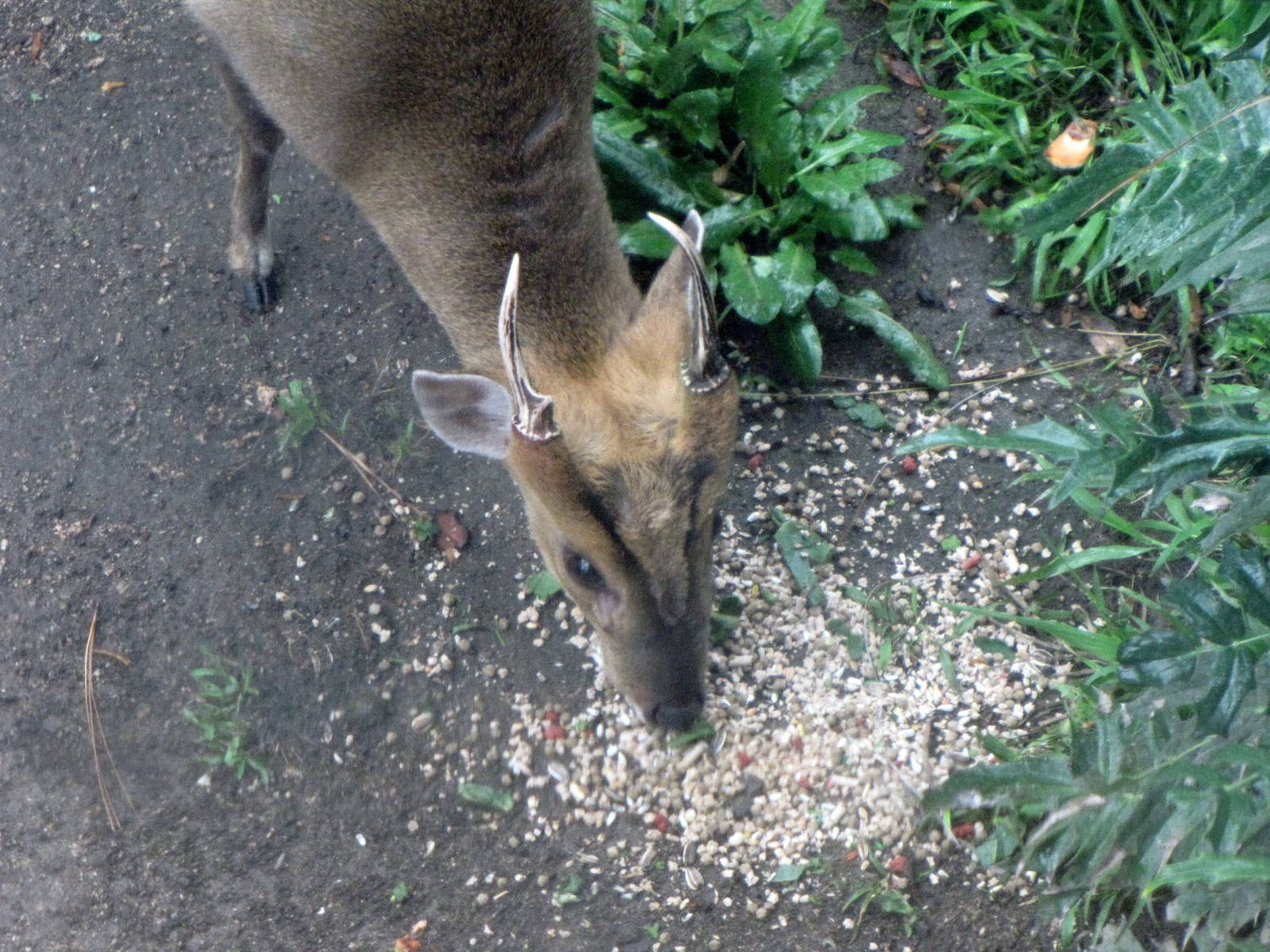 Muntjac