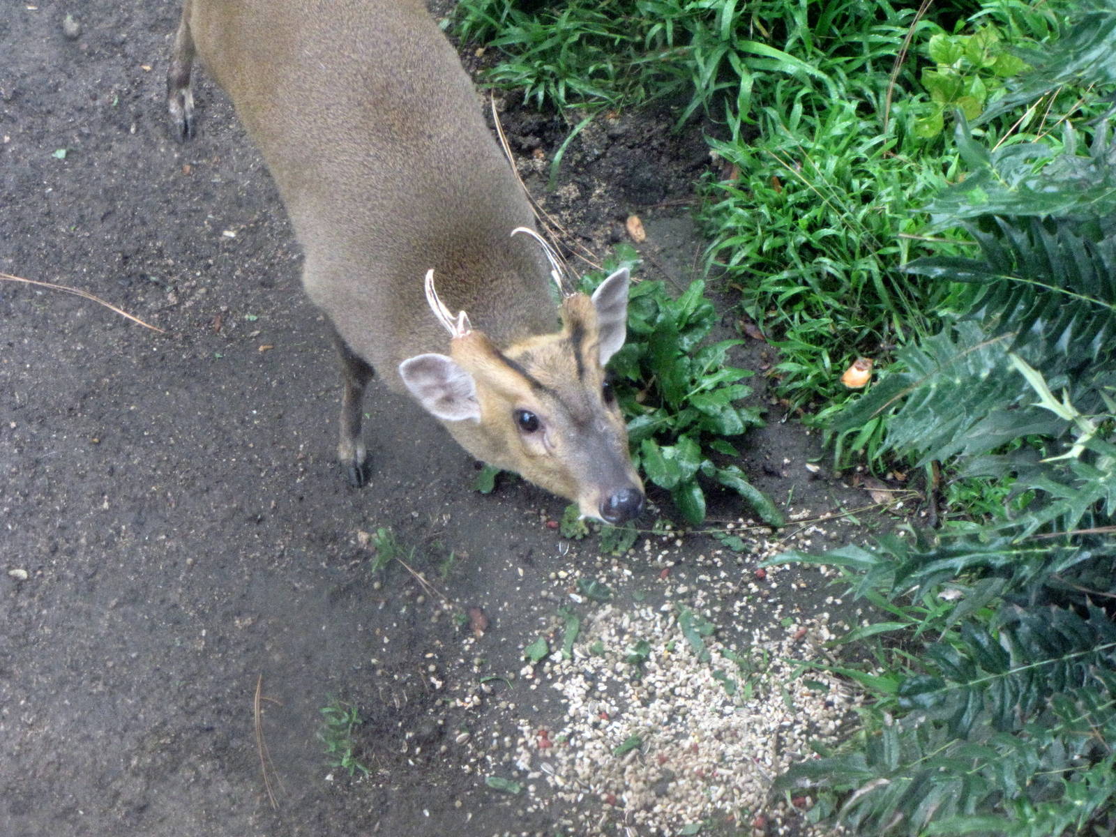 Muntjac