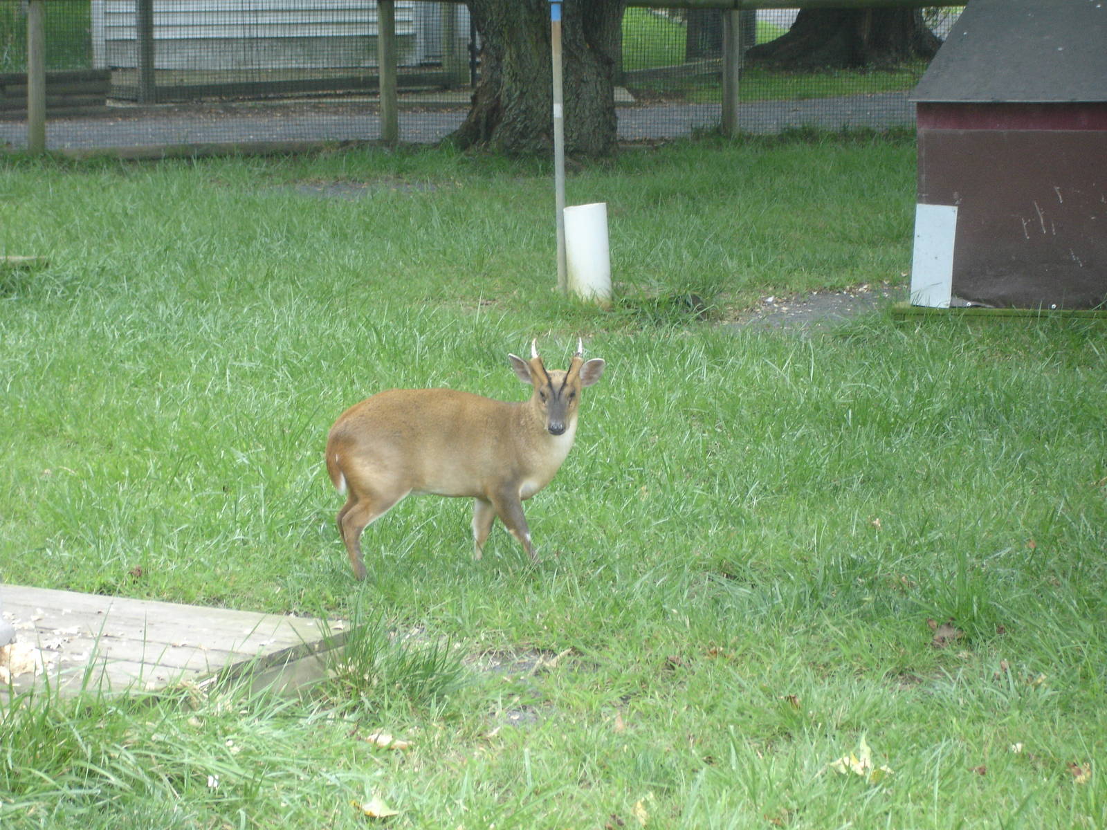 Muntjac