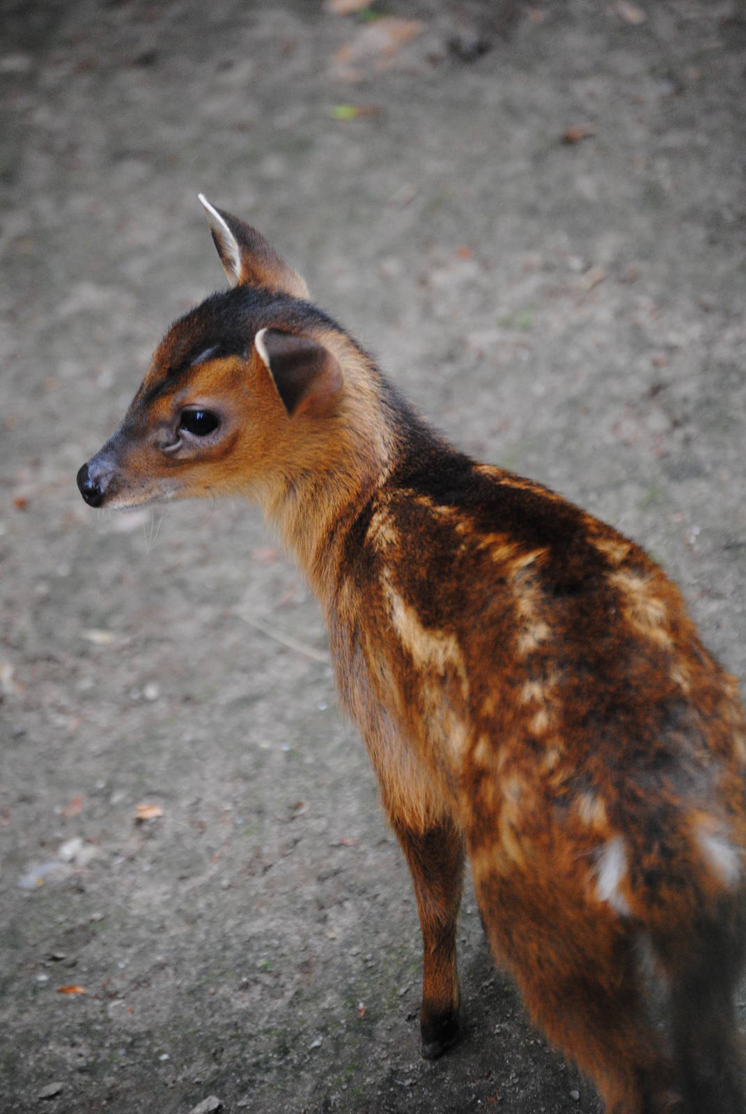 Muntjac