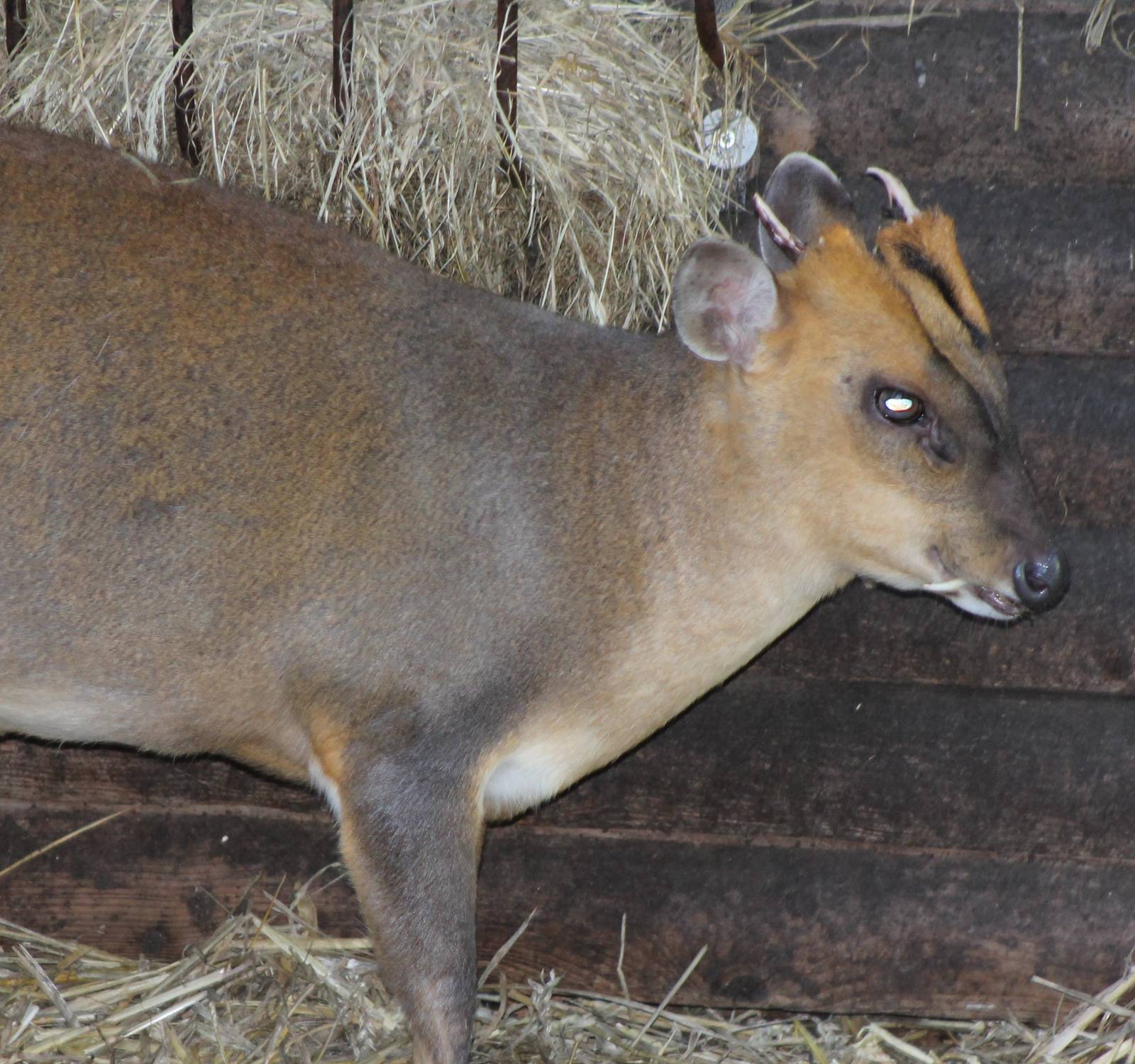 Muntjac