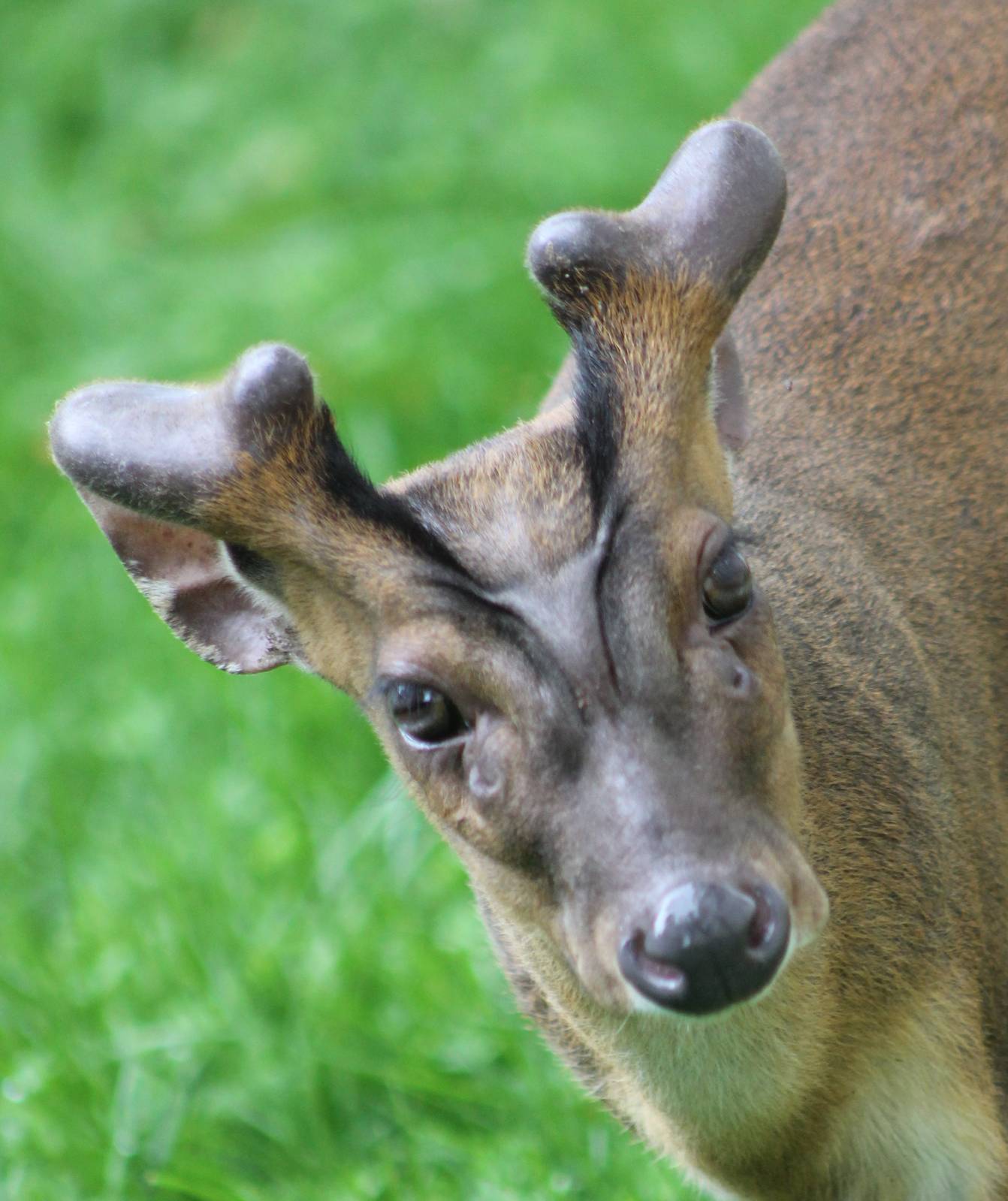 Muntjac
