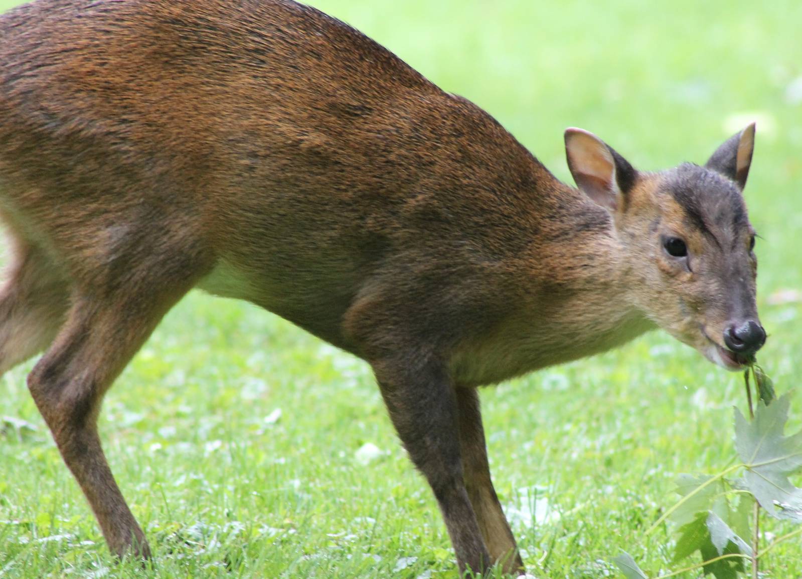 Muntjac