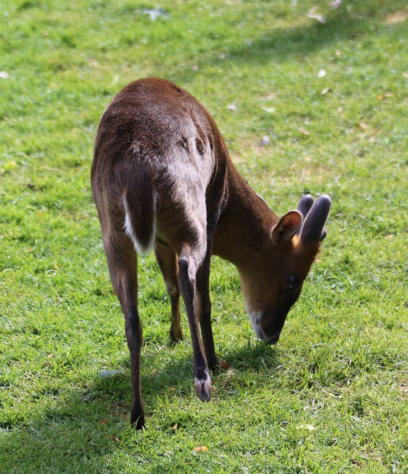 Muntjac