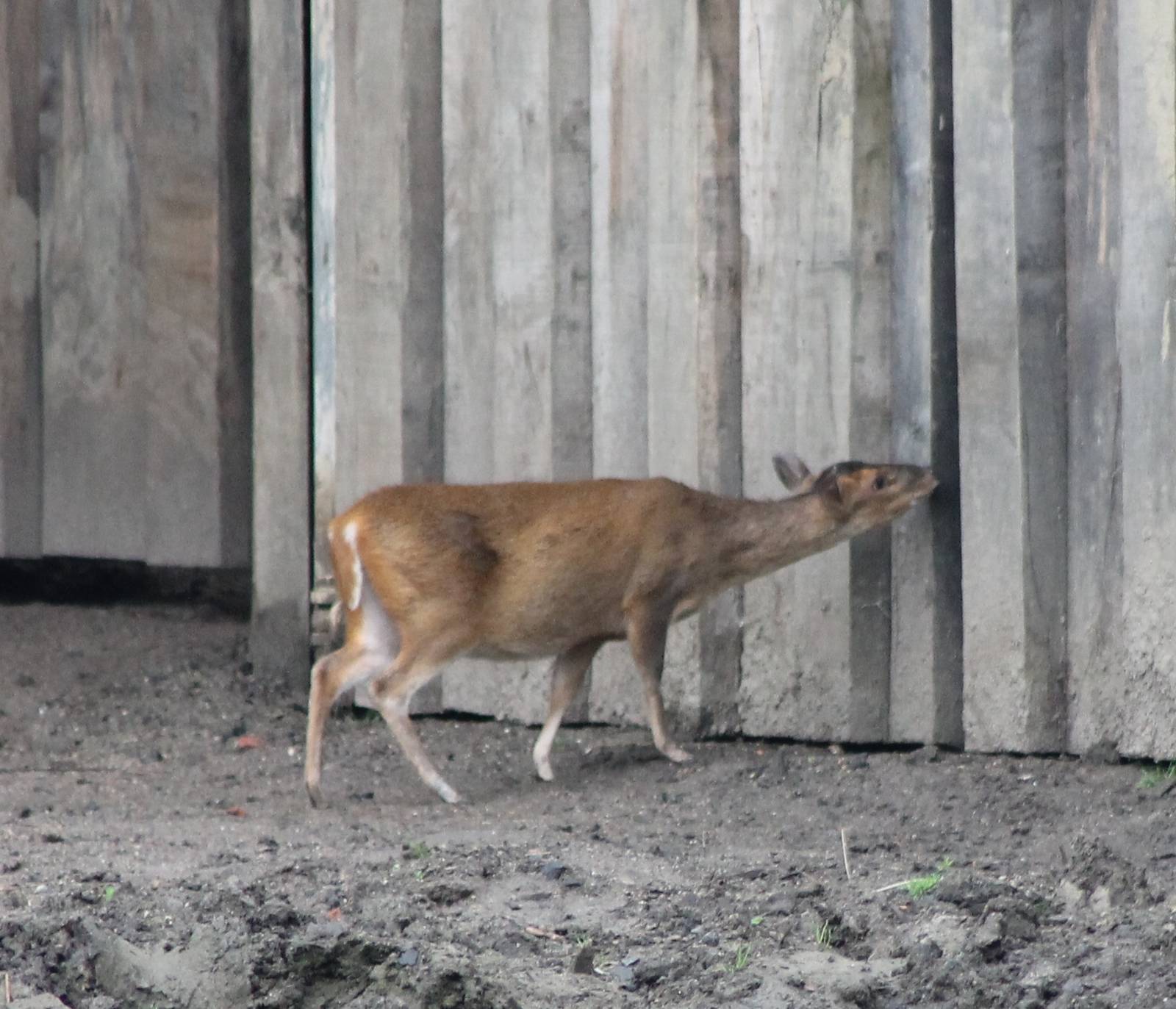 Muntjac