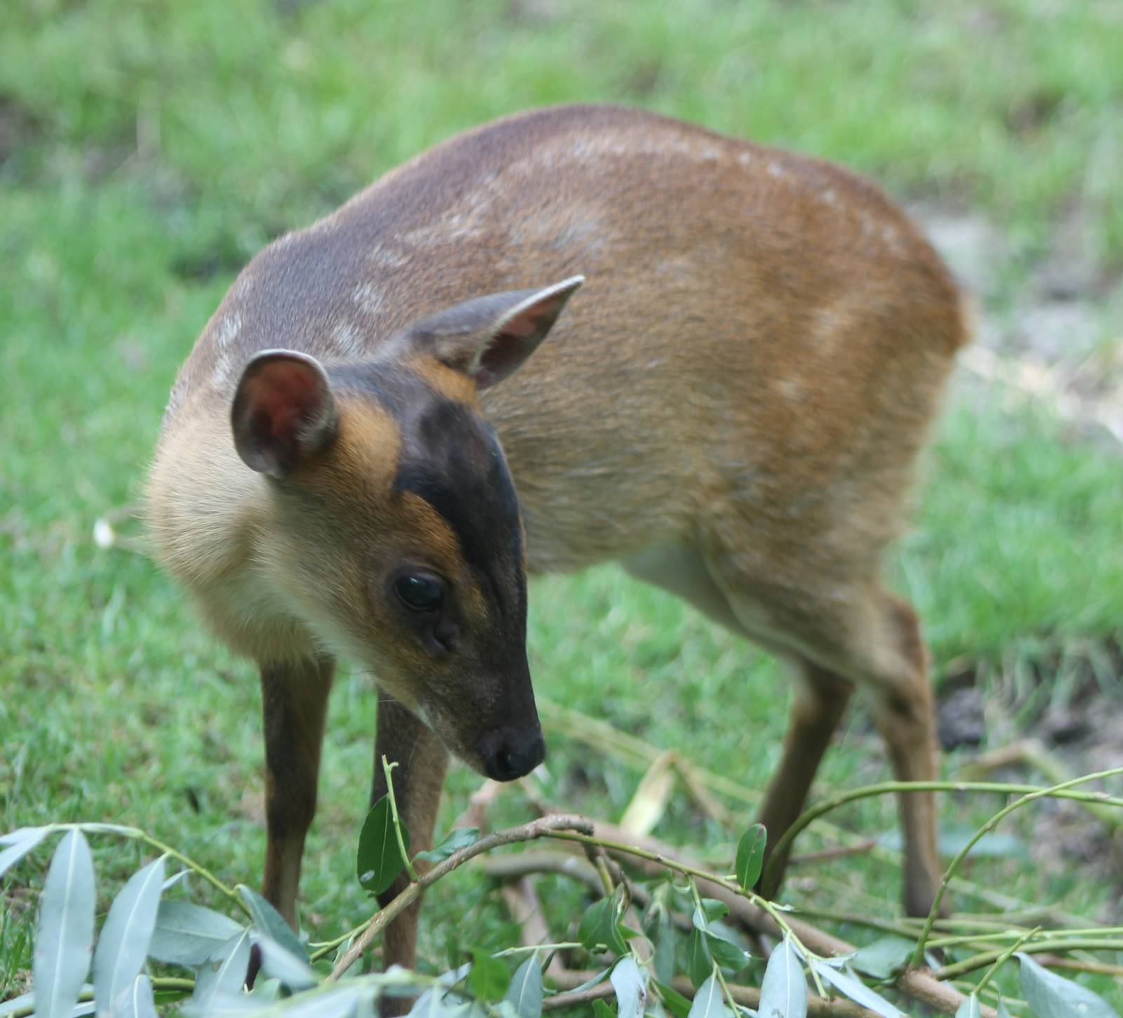 Muntjac