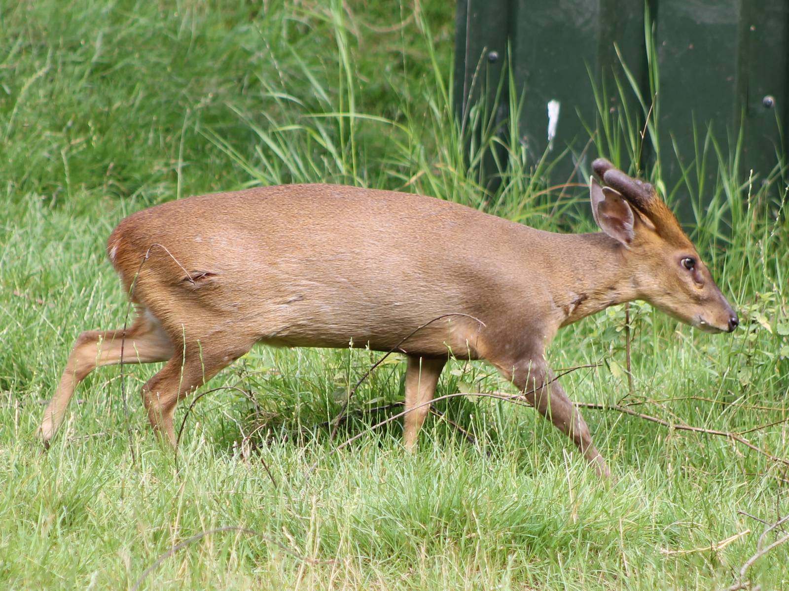 Muntjac