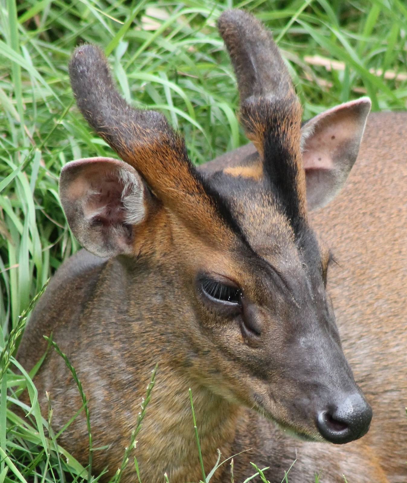 Muntjac