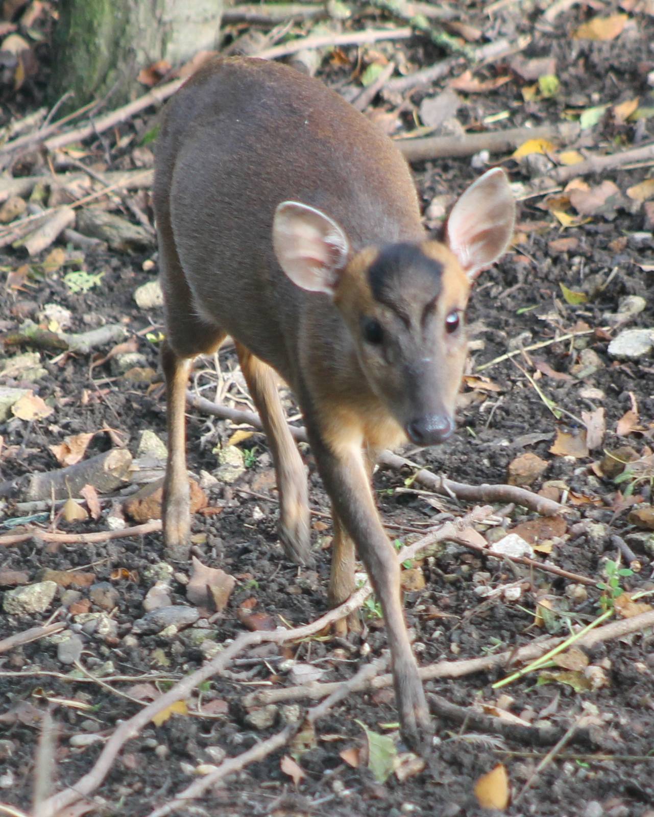 Muntjac