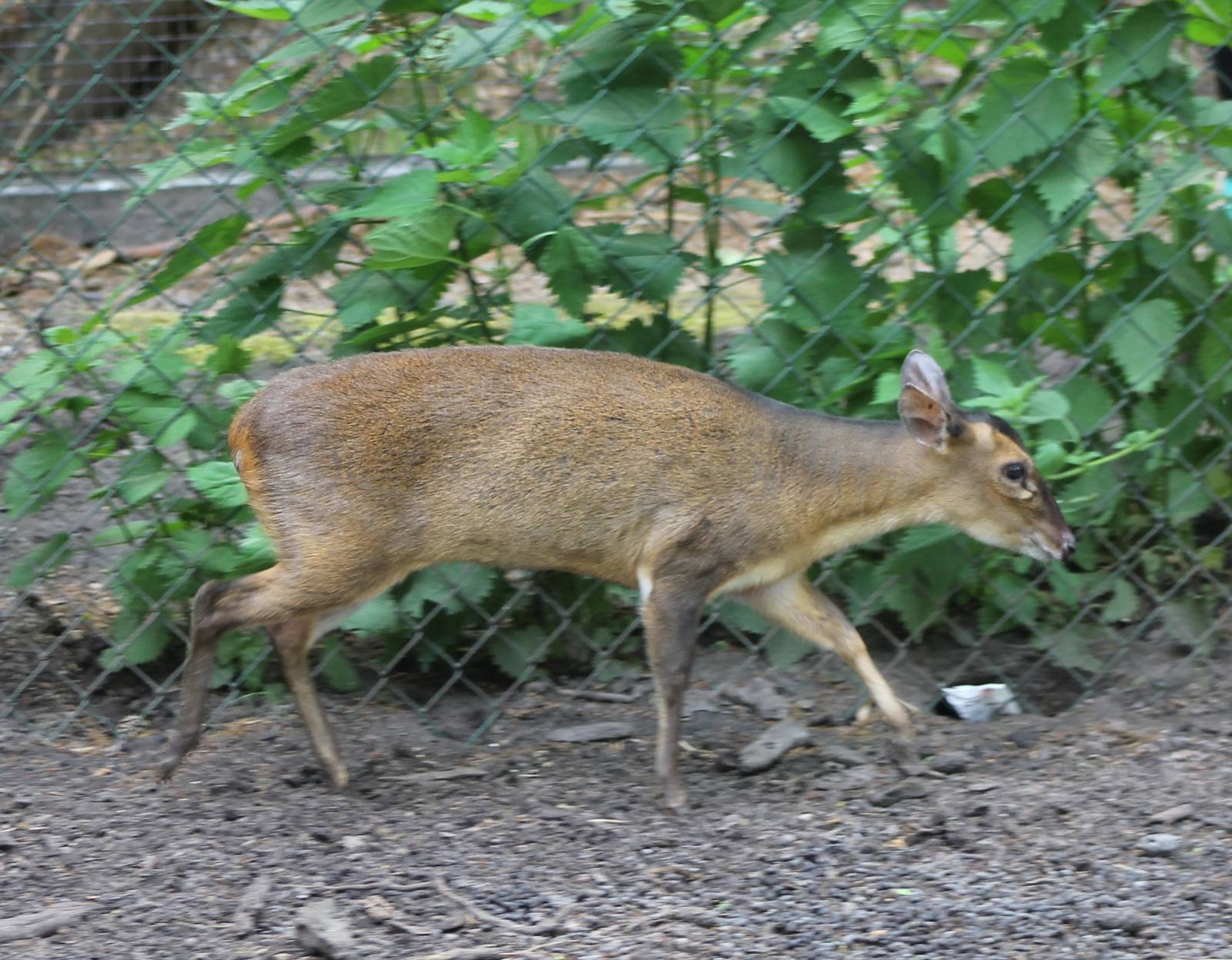 Muntjac