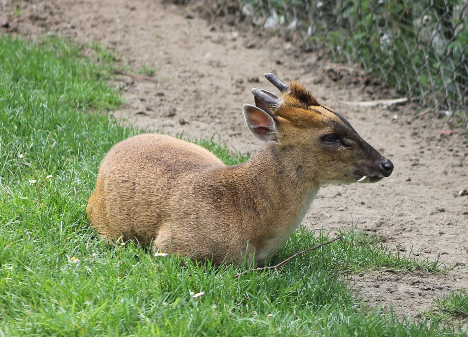 Muntjac