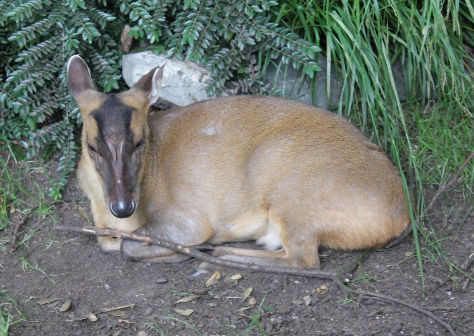 Muntjac