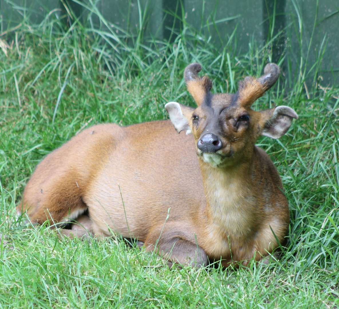 Muntjac