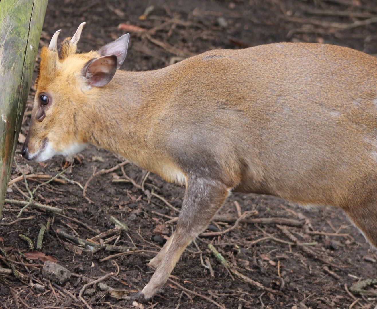 Muntjac