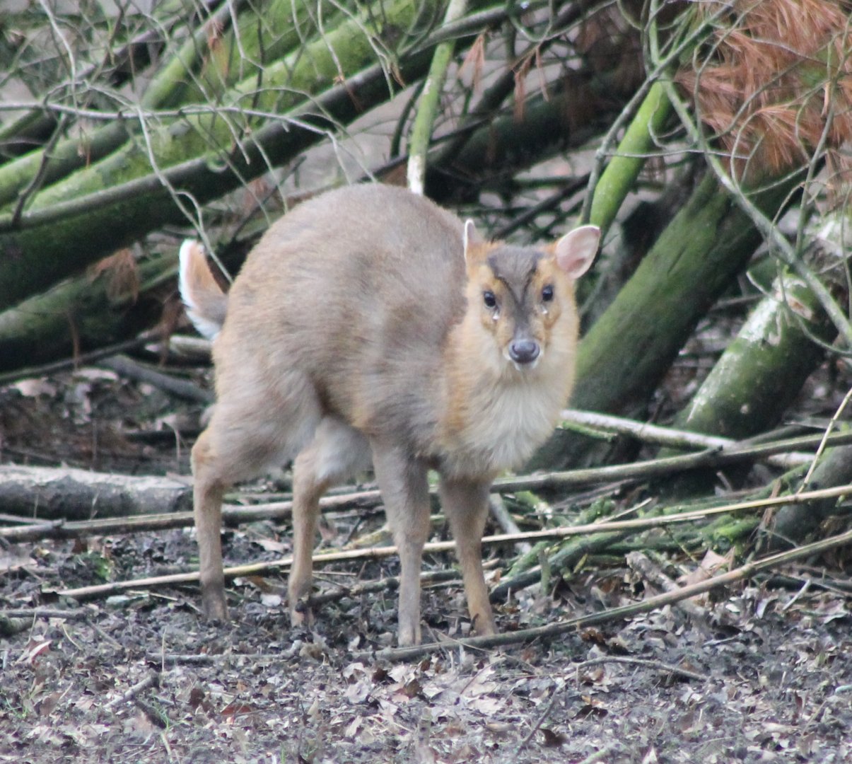 Muntjac