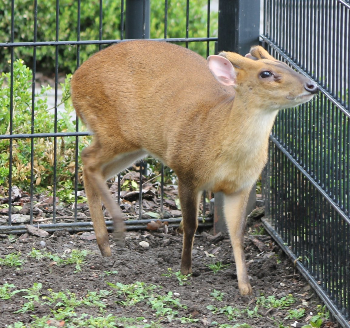 Muntjac