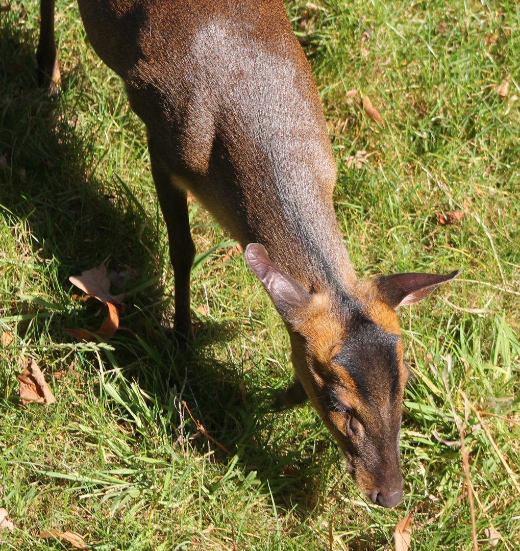 Muntjac