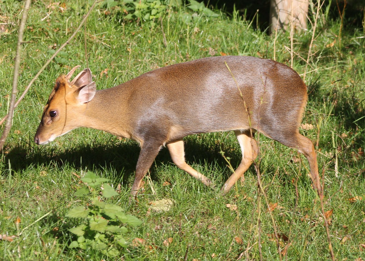Muntjac