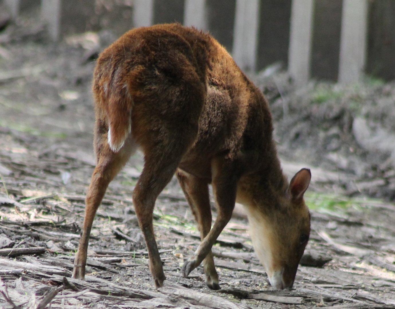 Muntjac