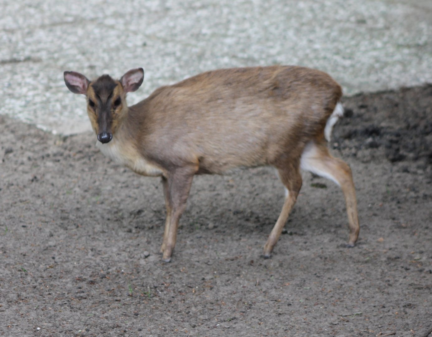 Muntjac