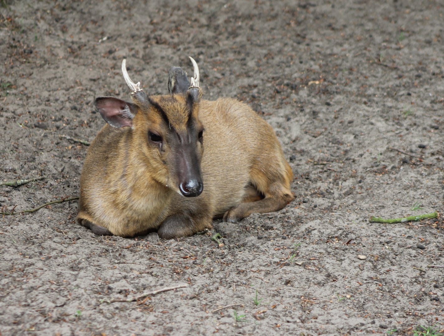 Muntjac