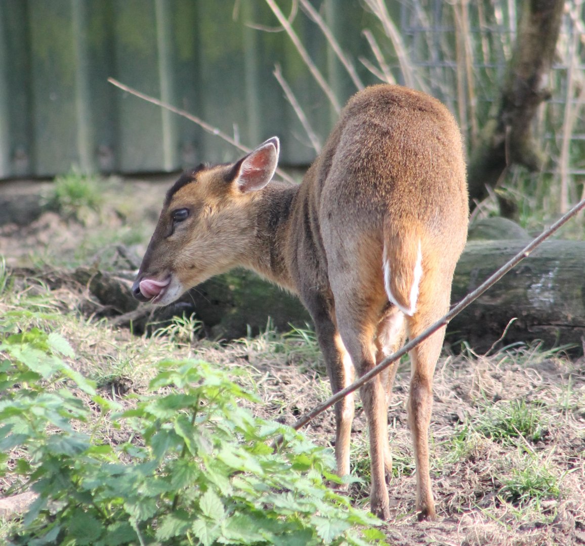 Muntjac