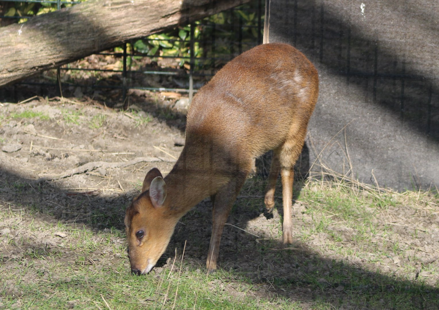 Muntjac