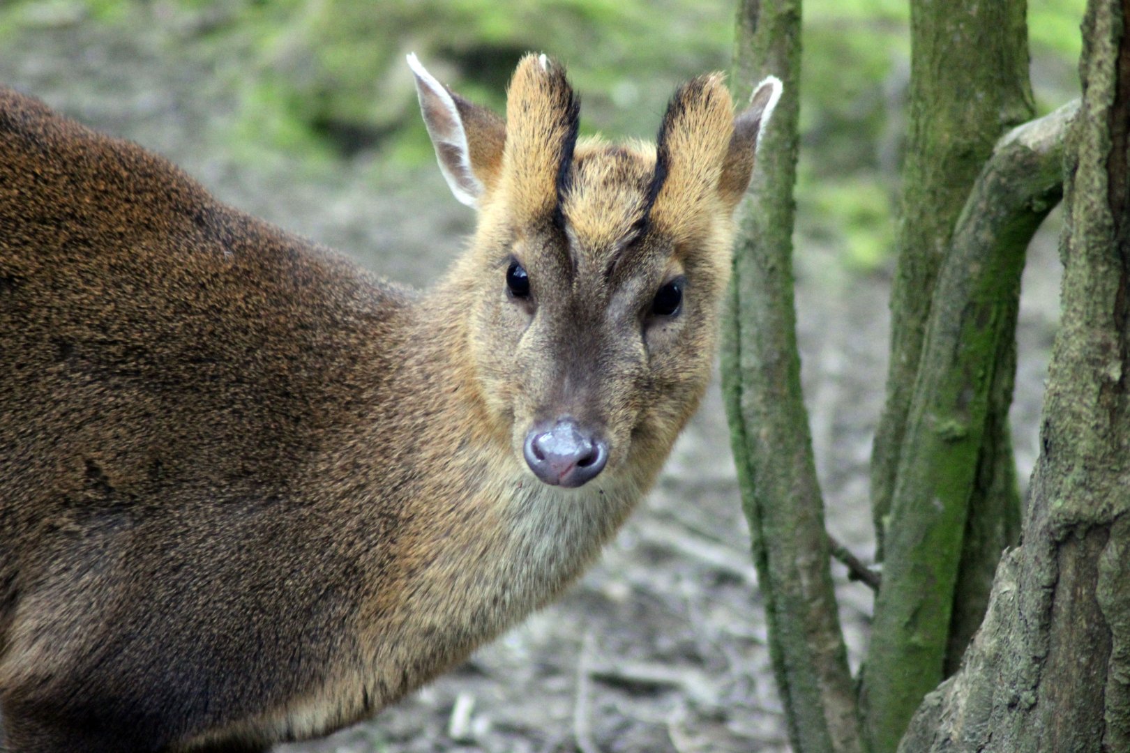 Muntjac