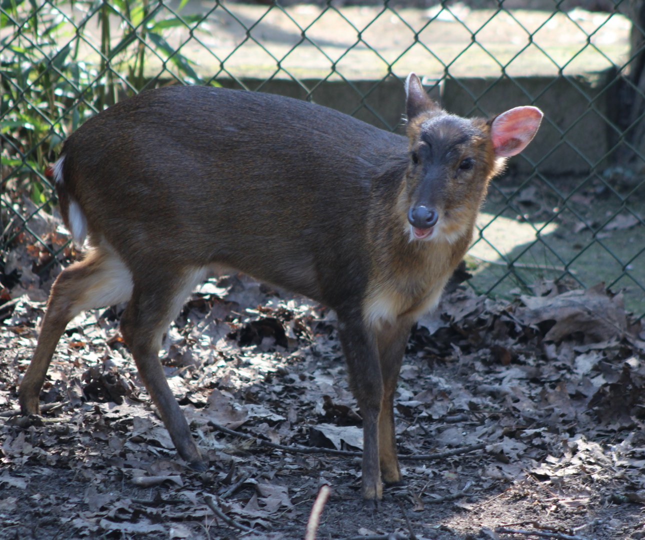 Muntjac