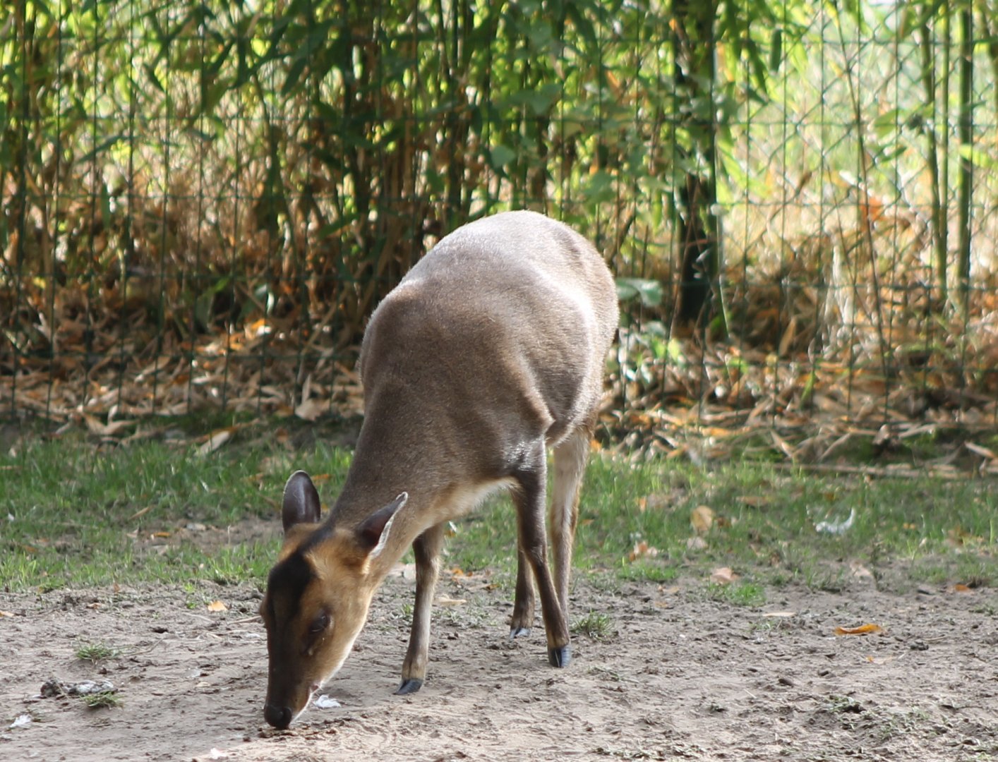 Muntjac