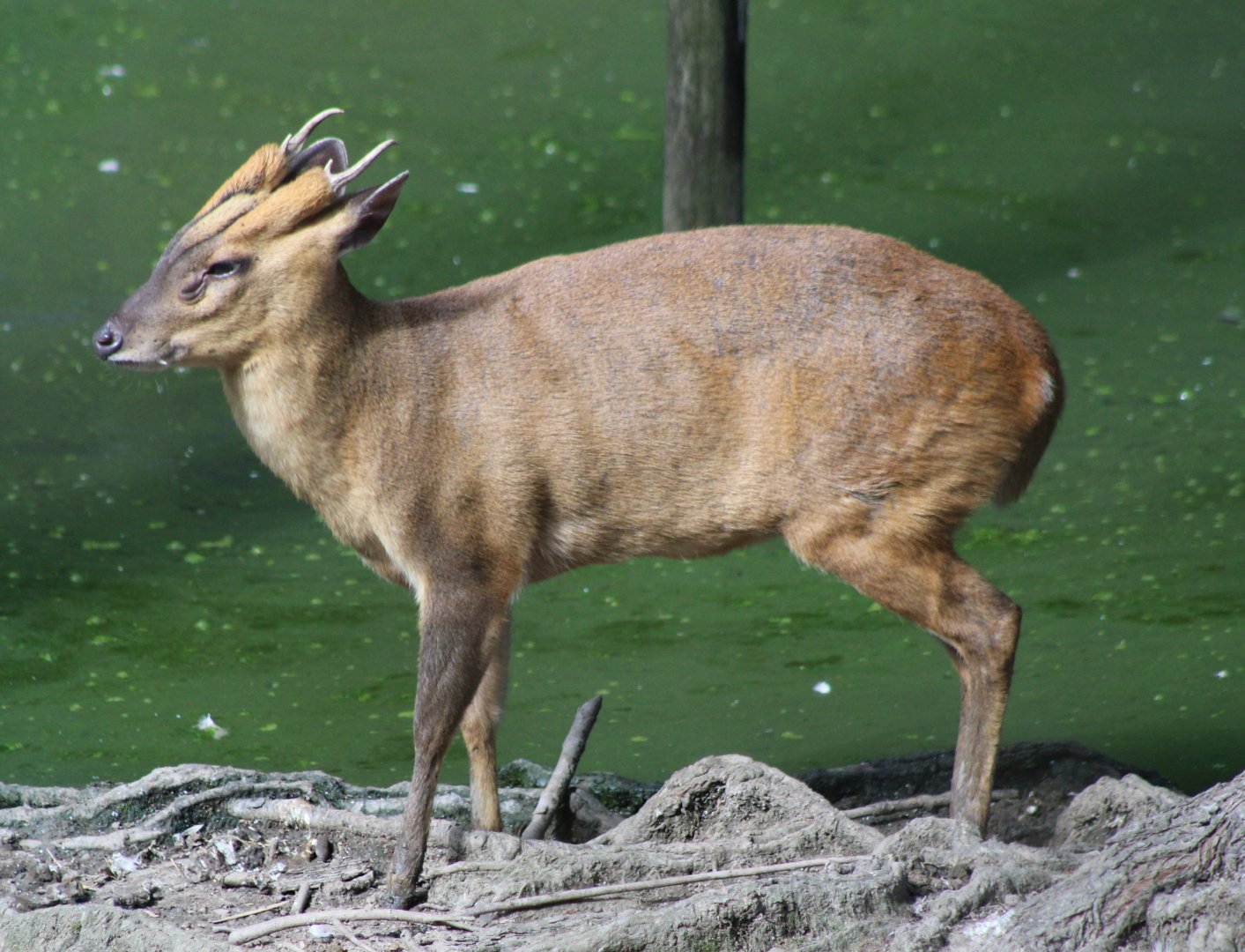 Muntjac