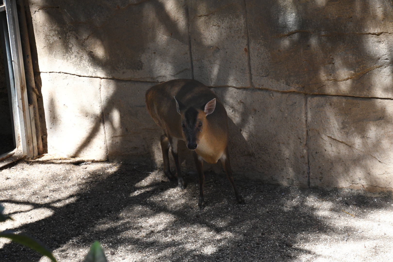 Muntjac
