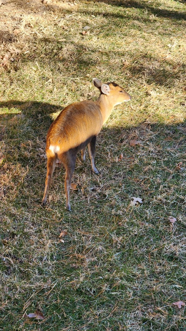 Muntjac