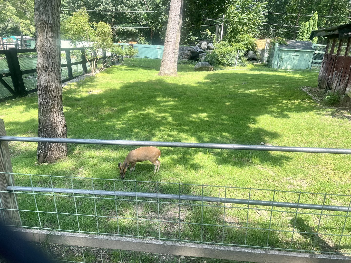 Muntjac