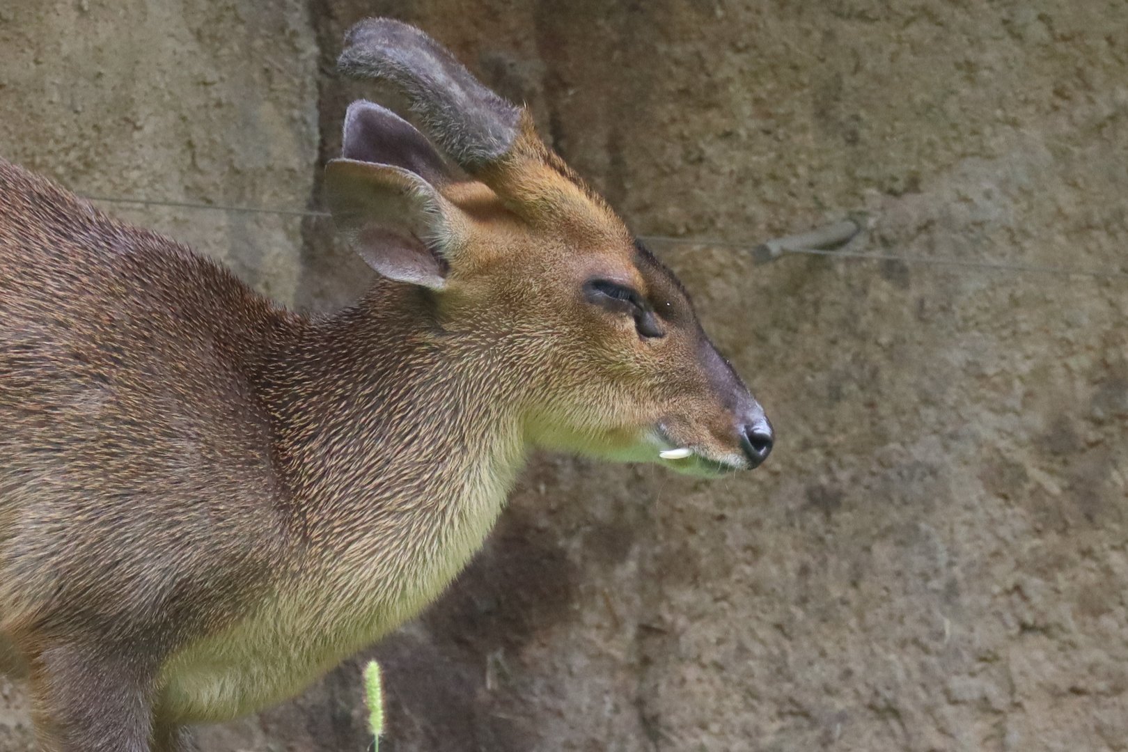 Muntjac