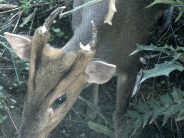 Muntjac