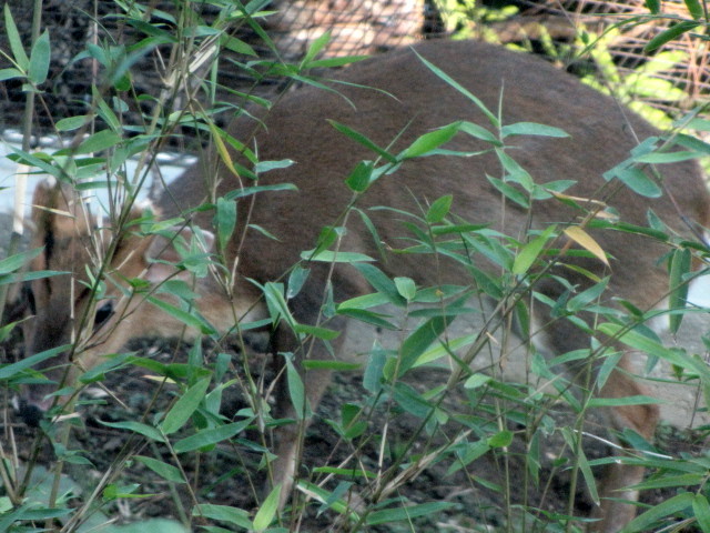 Muntjac